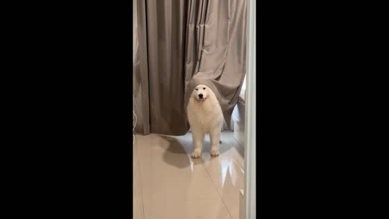 Dog stands frozen like a statue in Tangerang, Indonesia