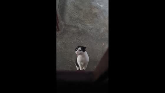 Cat angrily meows at owner for not opening gate in Guizhou, China