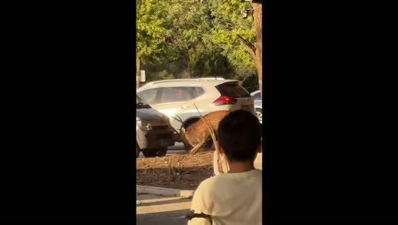 Sika deer repeatedly rams a parked car in Liaoning, China