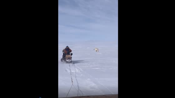 Terrifying encounter: polar bear narrowly misses attacking snowmobilers in Yakutia, Russia
