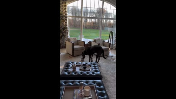 Living room dining: dog's preferred feeding spot