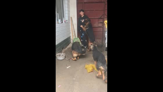 Three German Shepherds excitedly greet man in Henan, China