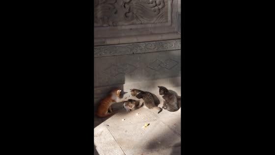 Kittens adorably welcome mother cat through small opening in Shanxi, China