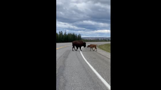 Bison and calf meet on Alaska Highway, British Columbia