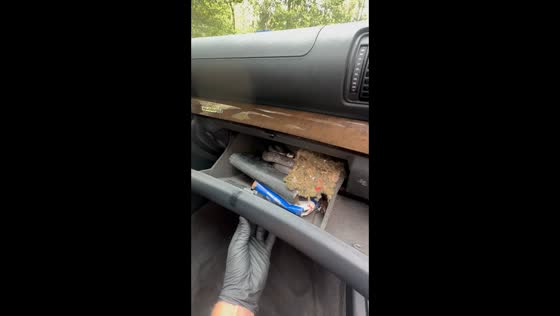Snake found in car compartment at Fairfax