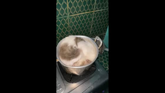 Cat startled while sleeping in pot in Bogor, Indonesia