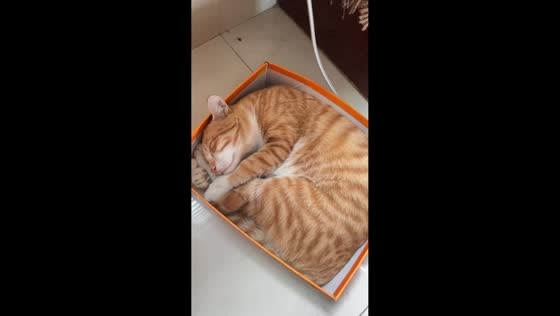 Cat comfortably squeezes into tiny shoebox in Fujian, China