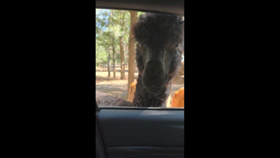 Black alpaca hilariously startles visitor during animal feeding in Hebei, China