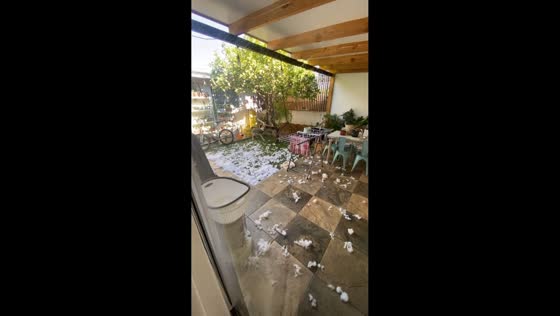 Dog makes a mess with pillow stuffing in Rancagua, Chile