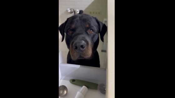 Persistent pooch: Adik's relentless food begging tactics caught on camera