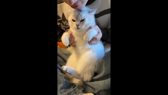 Owner repeatedly nuzzles cat as it makes cute sounds in Zhejiang, China