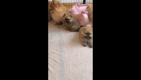 Pomeranian puppies play inside pet fence in Austria