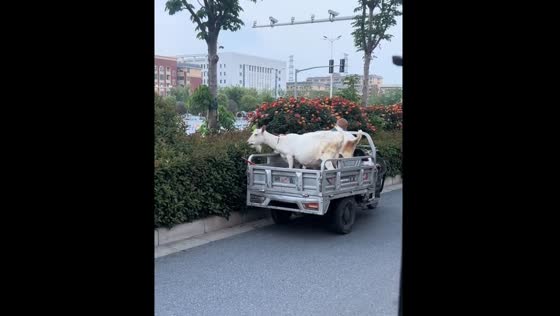 Goats graze on roadside while riding on tricycle in Hubei, China