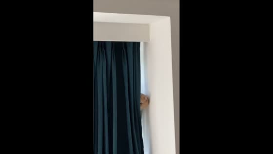 Cat secretly watches a repairman from behind a curtain in Fujian, China
