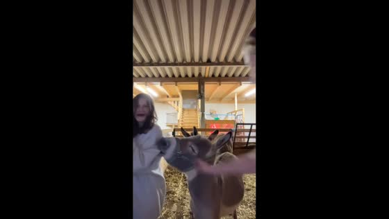 Donkey bites woman’s sleeve inside shelter in Styria, Austria