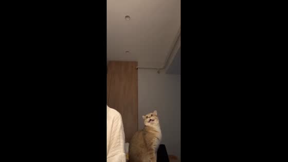 Feline duet: Efir the cat joins piano practice
