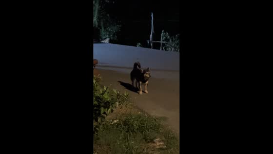 Dog’s unusual bark amuses people in Ho Chi Minh, Vietnam