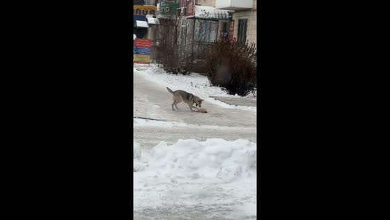 Furry shenanigans: playful pup turns snowy day into a bra-bouncing extravaganza!