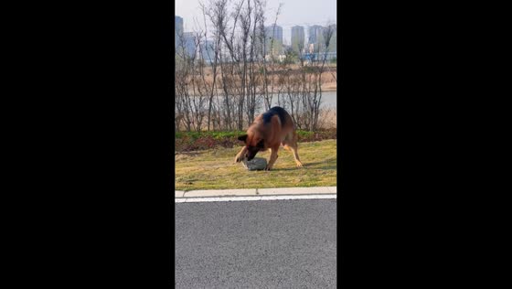 German Shepherd moves stone along roadside in Henan, China
