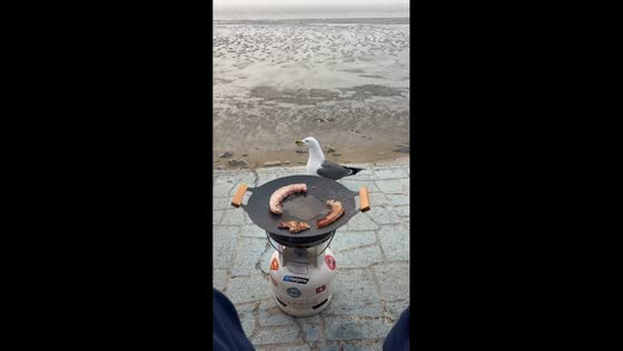 Seagull steals meat from grill in Shandong, China