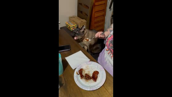 Cat makes hilarious gagging faces after smelling owner’s food in Washington, USA