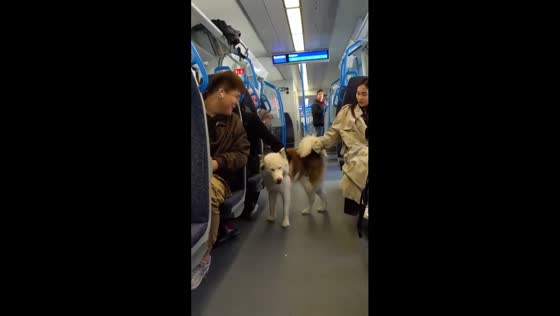 Train commuters delight as Viola the dog spreads joy on London journey
