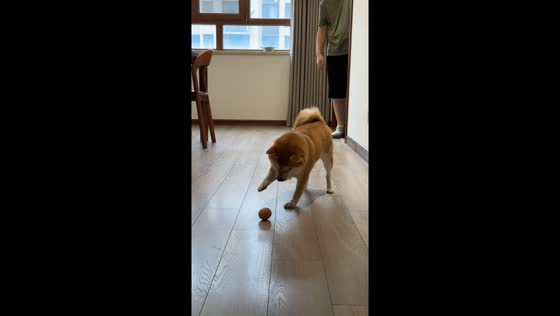 Shiba dog curiously plays with an egg in Jiangsu, China