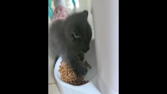 Greedy kitten protects its food in Henan, China
