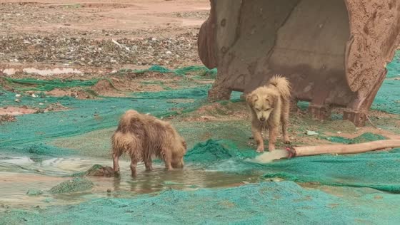 Puppy gets startled after hose spray suddenly changes direction in Guangdong, China