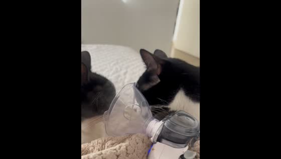 Curious cat watches sibling calmly take a nebulizer treatment in Spain