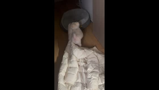 Playful dog drags family jacket across floor in Seoul, South Korea