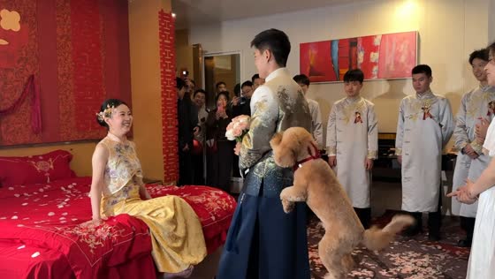 Playful puppy steals the spotlight during a traditional wedding door game in Shandong, China