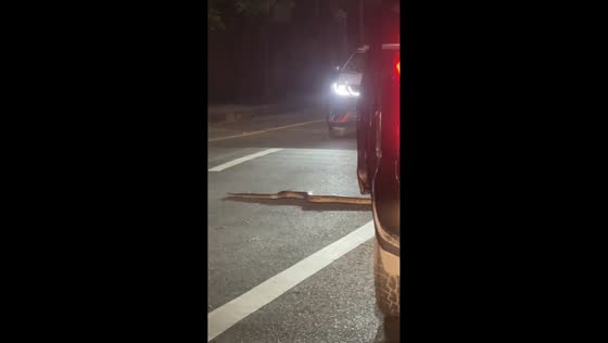 Snake causes traffic on road in Manila, Philippines