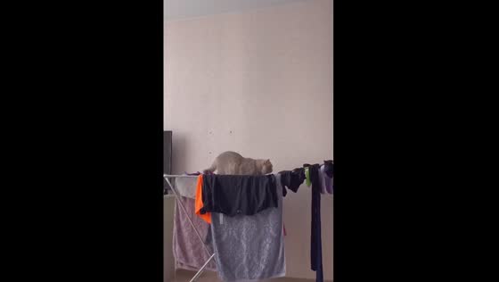 Playful and fearless: Bublik the cat tests dryer's strength and survives collapse
