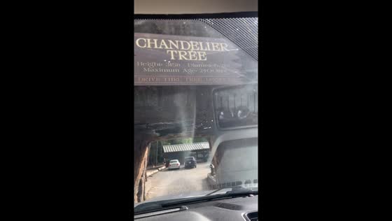 Truck gets stuck attempting to pass through Chandelier Tree in Leggett, California, USA