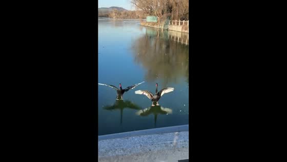 Black swans hilariously slide across frozen river at Summer Palace in Beijing, China