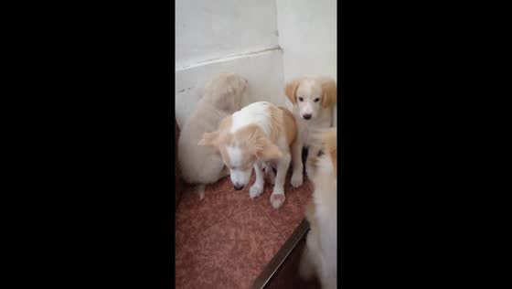 Caught in the act: doggy feast fiasco unveiled in hilarious confrontation video