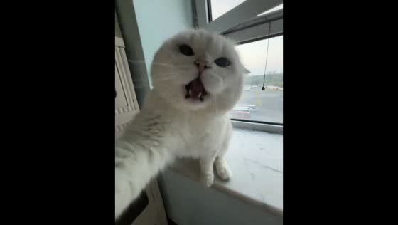 Cat taps camera and meows in annoyance in Beijing, China