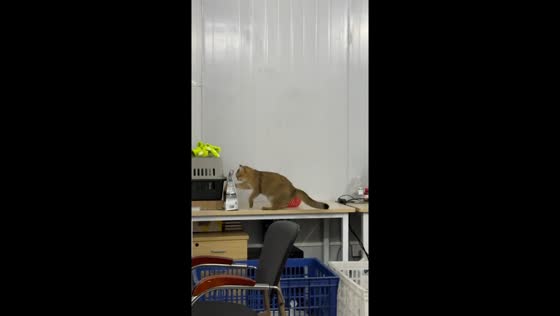 Energetic cat repeatedly punches food bag in Guangdong, China