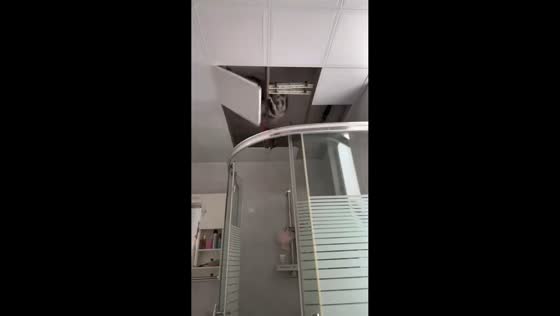Cat crashes through ceiling in Shanghai, China