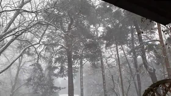Thundering snowstorm elicits vigilant canine response in Warsaw