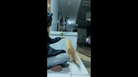 Cat snatches bird mid-air in South Tangerang, Indonesia