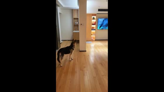 German Shepherd startled by loud TV scene in Zhejiang, China