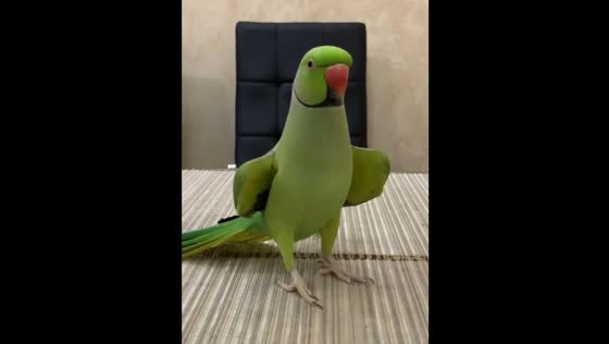 The necklace parrot copies the sounds of other animals with amazing accuracy in Liski, Russia