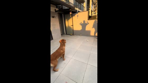 Playful dog reacts to moving shadows in Sichuan, China