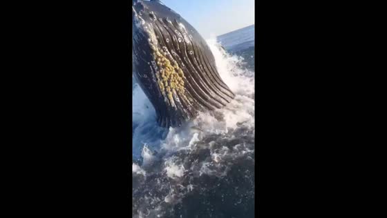 Massive whale strikes boat while fishing in Belmar Beach, New Jersey