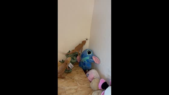 Bearded dragon lunges at and eats spider in Frankenblick, Germany