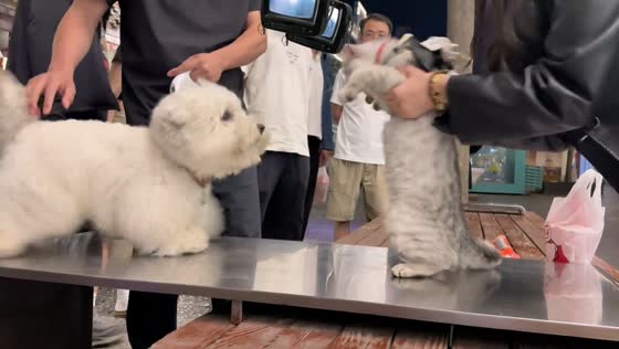 Dog slips on steel table after being startled in Shanxi, China