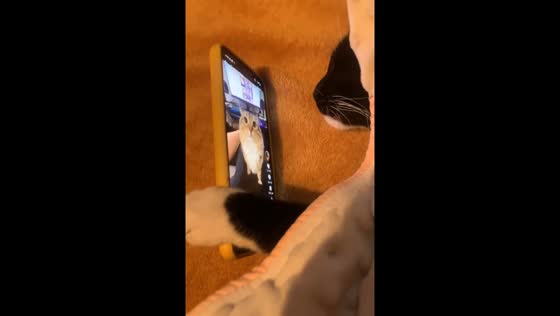 Cat in Costa Rica holds phone while watching another cat on TikTok