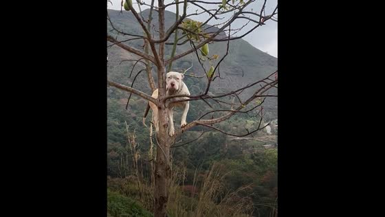 Dog stuck in a tree in Los Teques, Venezuela